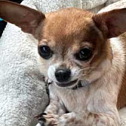 Thumbnail photo of BONDED TEACUP CHIHUAHUAS #2