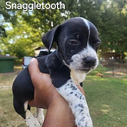 Thumbnail photo of Puppy Snaggletooth #3