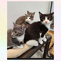 adopt a pet