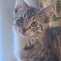 adopt-pet