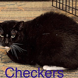 Thumbnail photo of Checkers #1