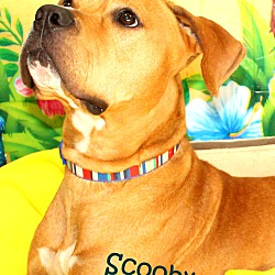 Thumbnail photo of Scooby~adopted! #4