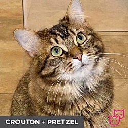 Thumbnail photo of Crouton (bonded with Pretzel) #1