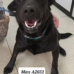 Photo of Max A2651