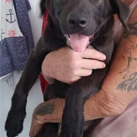 adopt a pet