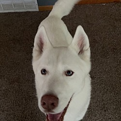 Oelwein, IA - Husky. Meet Hurley a Pet for Adoption - AdoptaPet.com