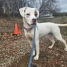 Adopt A Pet :: Fern - Lancaster, OH