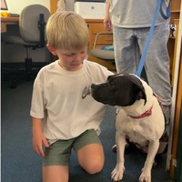 adopt a pet