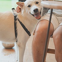 adopt-pet