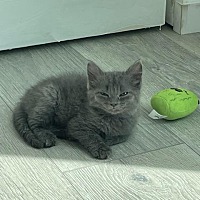 adopt a pet