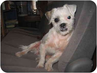 shih tzu rescue new mexico