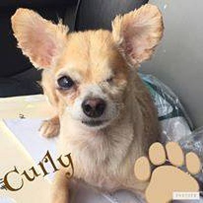 Curly hair outlet chihuahua