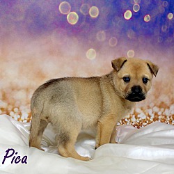 Thumbnail photo of Pica ~ meet me! #1