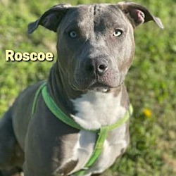Thumbnail photo of Roscoe #1