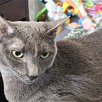 adopt a pet