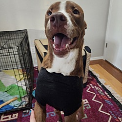 Photo of Finch