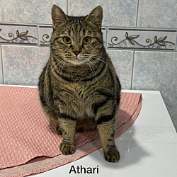 Photo of Athari (best as an only cat)