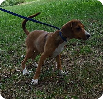 redbone beagle