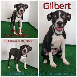 Photo of Gilbert