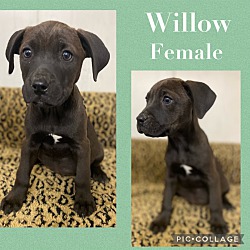 Photo of Willow Adoption Pending
