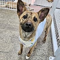 adopt-pet