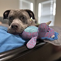 adopt a pet