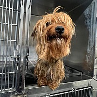 adopt a pet