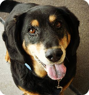 Cheyenne Wy Basset Hound Meet Attilla A Pet For Adoption