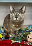 CASHMERE - Domestic Shorthair available for adoption
