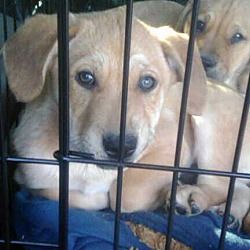 Thumbnail photo of Marlo pups #2