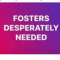 Thumbnail photo of Foster Volunteers Needed #2