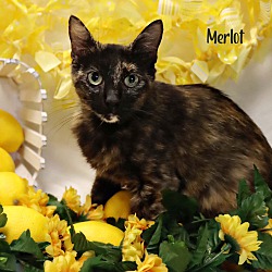Thumbnail photo of Merlot #2