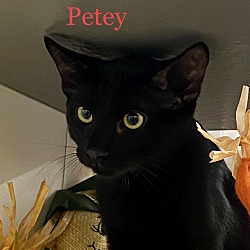 Thumbnail photo of Petey #1
