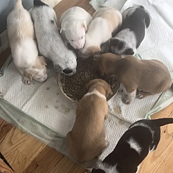 Photo of Daisy Mae’s puppies