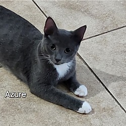 Thumbnail photo of Azure #1