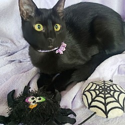 Thumbnail photo of Gretel #cute-mini-panther #1