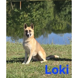 Thumbnail photo of Loki #1