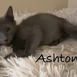 Thumbnail photo of Ashton #2