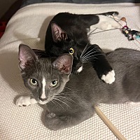 adopt a pet