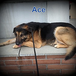 Thumbnail photo of Ace #1