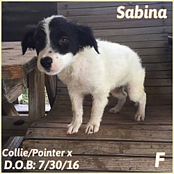 Thumbnail photo of Sabina #2