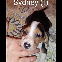 Thumbnail photo of Sidney #1