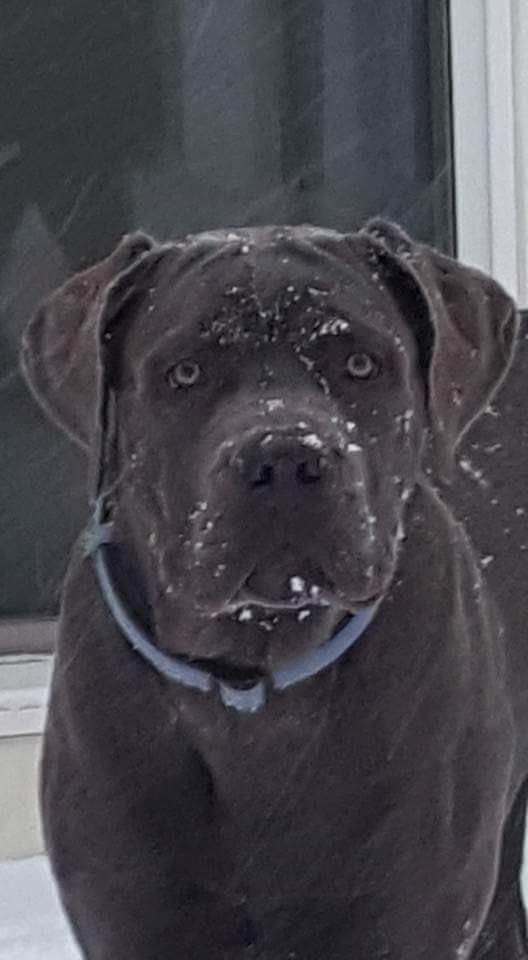 Charlotte Nc Cane Corso Meet Titan A Pet For Adoption