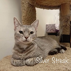 Thumbnail photo of Silver Streak #3