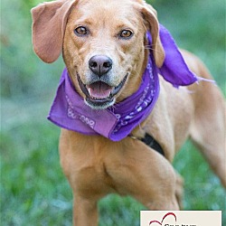 Thumbnail photo of Ginger, A SECOND CHANCES Dog! #2
