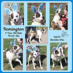 Thumbnail photo of Remington (Easter Photos) #4