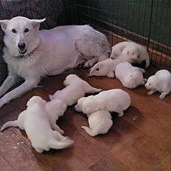 Photo of 9 White Shepard / Husky Hybrid puppies