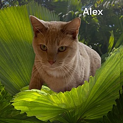 Thumbnail photo of Alex #3