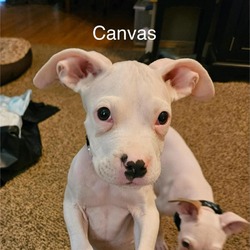 Thumbnail photo of Canvas #1