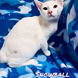 Thumbnail photo of Snowball #2